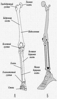 Строение костей ног